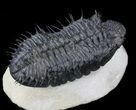 Spiny Drotops Armatus Trilobite - #37516-3